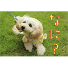 [LINEスタンプ] トイプードルミル