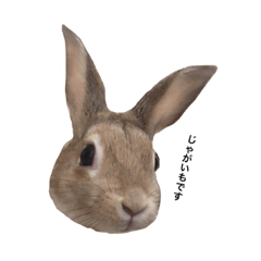 [LINEスタンプ] 江上家のじゃがいもが可愛すぎる