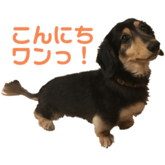 [LINEスタンプ] ラッキーのかわいいスタンプ