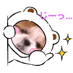 [LINEスタンプ] シーズーらーちゃん感情編