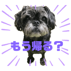 [LINEスタンプ] 黒パグプー