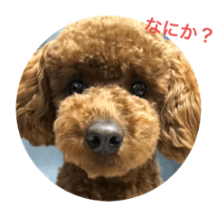 [LINEスタンプ] ケイトちゃん