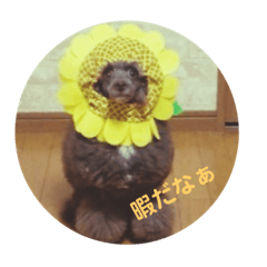 [LINEスタンプ] 愛犬ram