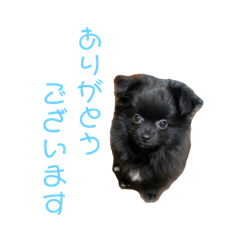 [LINEスタンプ] かぶのすたんぷ（日常会話）