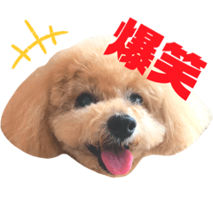 [LINEスタンプ] トイプードルのぷーと君