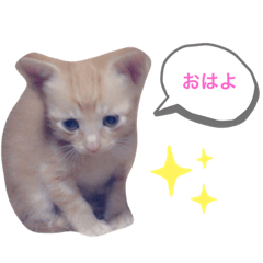 [LINEスタンプ] まろん！！！