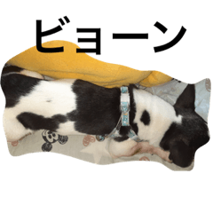 [LINEスタンプ] かわいいなぁ愛犬