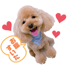[LINEスタンプ] まりもスタンプ✳︎