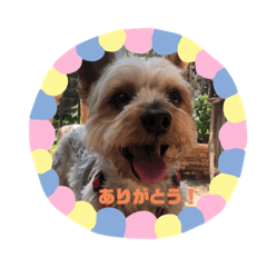 [LINEスタンプ] ジロースタンプ