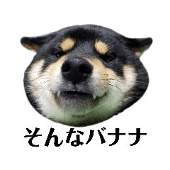 [LINEスタンプ] 柴犬きいちゃんスタンプ