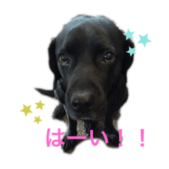 [LINEスタンプ] ラブラドールのくぅandちょこ