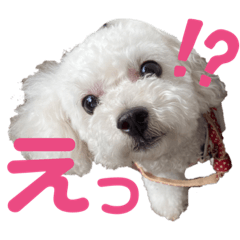 [LINEスタンプ] くーーーちゃんスタンプ