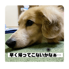 [LINEスタンプ] お試しむーさん