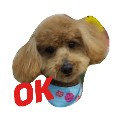 [LINEスタンプ] トイプードルのレオ君