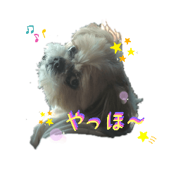 [LINEスタンプ] かわいこわんこ