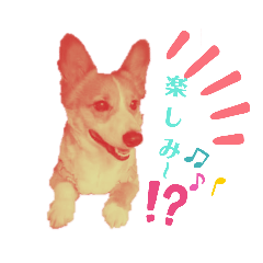 [LINEスタンプ] コーギーのくっきぃ＆ぎん太