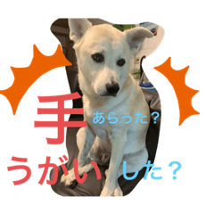[LINEスタンプ] 動物にありがとう2