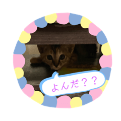 [LINEスタンプ] トラฅ( ˙꒳​˙ ฅ)ネコ