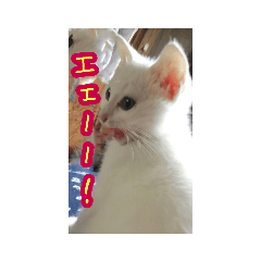 [LINEスタンプ] 子猫のリアクション