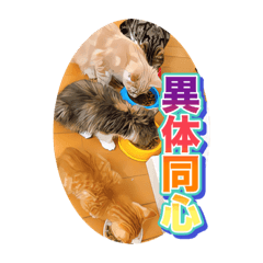[LINEスタンプ] 戦う猫ちゃんズ‼︎‼︎の画像（メイン）
