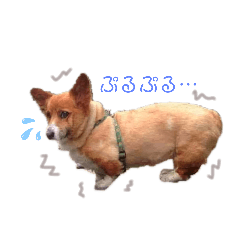 [LINEスタンプ] コーギーのくっきぃとぎん太2