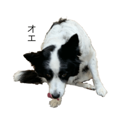 [LINEスタンプ] 愛犬ラン