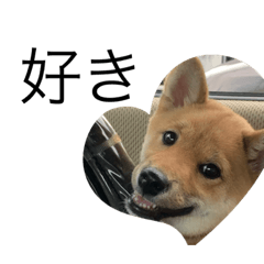 [LINEスタンプ] ちゃこ、