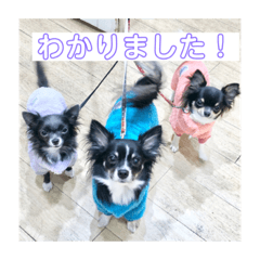 [LINEスタンプ] ジョゼとリゼとリマ