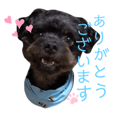 [LINEスタンプ] 黒トイプードルのスタンプ2    敬語