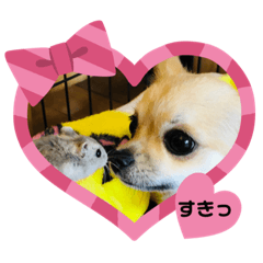 [LINEスタンプ] チワワのりんたん