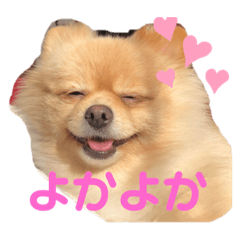 [LINEスタンプ] 松岡家の仲間たち