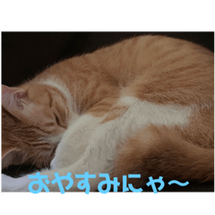 [LINEスタンプ] うちのちーずちゃん！