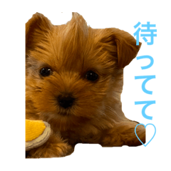 [LINEスタンプ] GOLD Yorkie