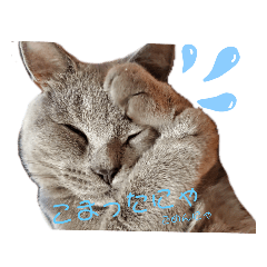[LINEスタンプ] 猫のそらさんver.2