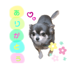 [LINEスタンプ] チワワのお返事スタンプ