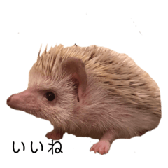 [LINEスタンプ] ハリネズミのうに丸