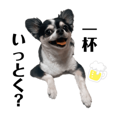 [LINEスタンプ] チワワのみる