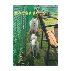 [LINEスタンプ] ジャックラッセル凛ちゃま