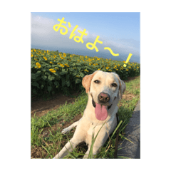 [LINEスタンプ] 黄ラブのフィーちゃんと仲間たち