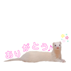 [LINEスタンプ] まっしろフェレットのはなちゃん