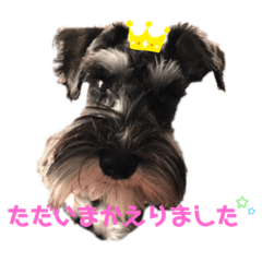 [LINEスタンプ] ミニチュアシュナウザーのボヌール