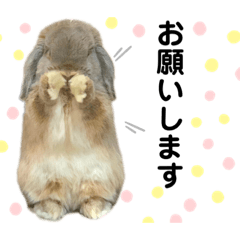 [LINEスタンプ] くらさん家のこたろうスタンプ