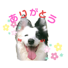 [LINEスタンプ] ボーダーコリーな日常