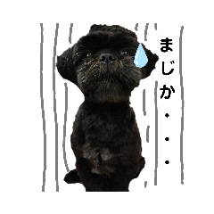 [LINEスタンプ] シーズ犬てんちゃんとがんちゃん
