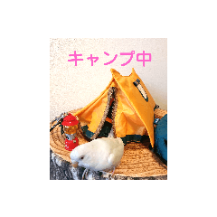[LINEスタンプ] Birds camping