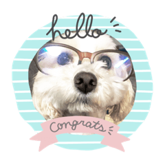 [LINEスタンプ] potemiの愛犬日常