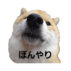 [LINEスタンプ] 柴犬ころ(日常編)