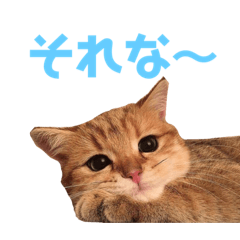 [LINEスタンプ] キュートな猫ちゃんスタンプ