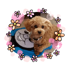 [LINEスタンプ] トイプードル1 toy poodle1