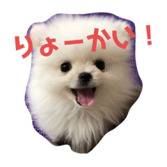 [LINEスタンプ] ポメマルうにの毎日すたんぷ